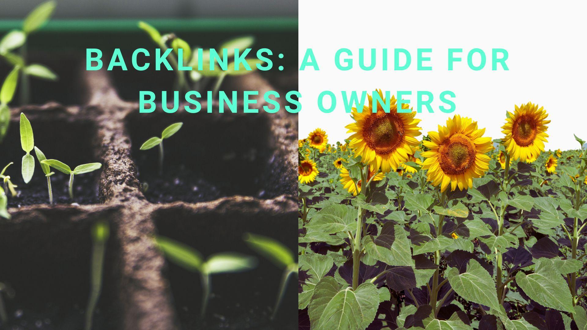 Backlinks a guide for business owners, seeds and sunflowers