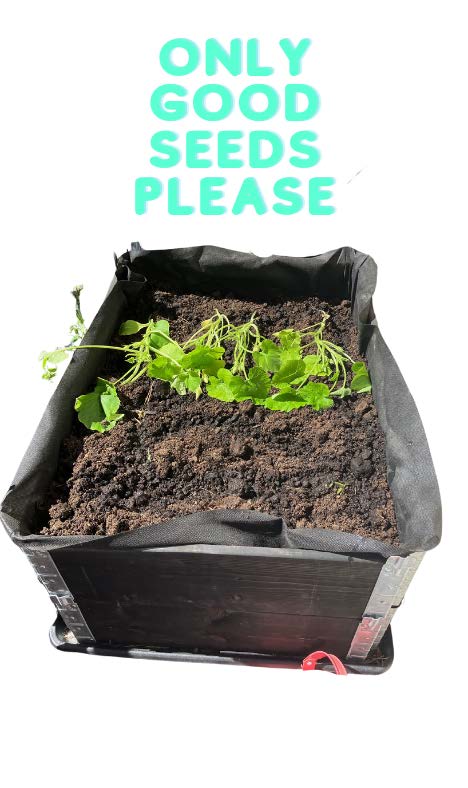 Only good seeds please, mini garden with some green plants